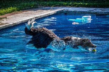 dog in the pool