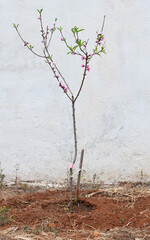 A small peach tree was freshly planted in the dry soil. The little tree has pink blossoms. A...