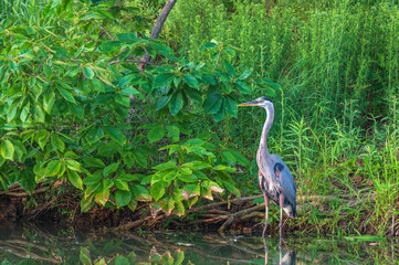Closeup of a great blue heron in summer.