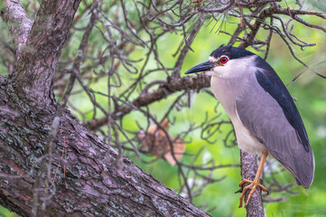 Closeup of a black-crowned night heron perched in a tree in summer.
