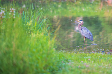 Closeup of a great blue heron in summer.
