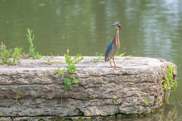 Closeup of a green heron in summer.