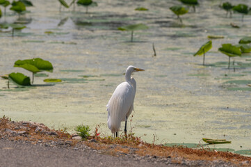 Closeup of a great egret, or white heron, in summer.