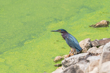 Closeup of a green heron in summer.