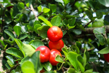 Acerola cherry, a tropical fruit on the tree