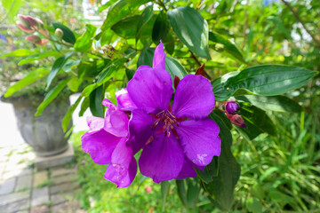 An exotic purple of brazilian princess flower (Tibouchina urvilleana)