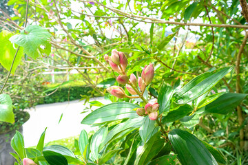 An exotic purple of brazilian princess flower (Tibouchina urvilleana)