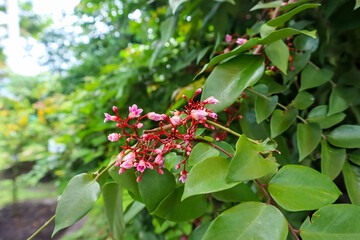 Close up star fruit or carambola flower, pink exotic flower, tropical flower