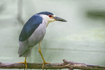 Closeup of a black-crowned night heron perched in a tree in summer.