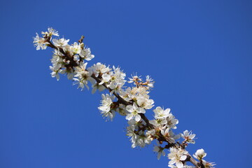 Sweden. Prunus spinosa, called blackthorn or sloe, is a species of flowering plant in the rose family Rosaceae. The species is native to Europe, western Asia, and regionally in northwest Africa. 
