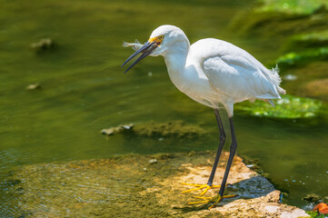 Snowy egret eating a fish as it wades in a shallow lake in summer.