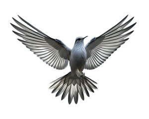 Silver bird, flying