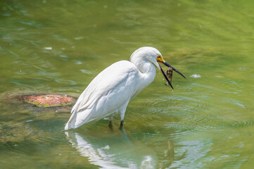 Snowy egret eating a fish as it wades in a shallow lake in summer.