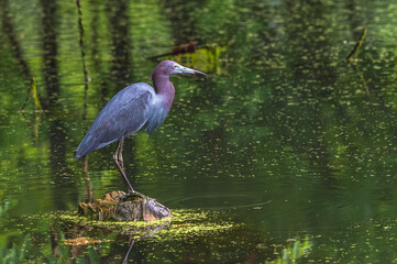 Closeup of a little blue heron in spring.