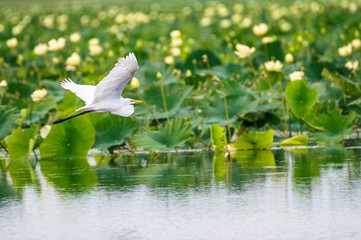 Closeup of a great egret, or white heron, in summer.