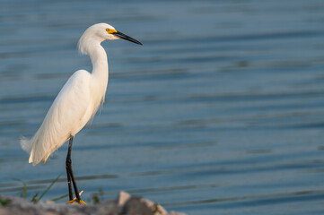 Obraz premium Snowy egret in spring.