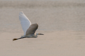 Snowy egret in spring.