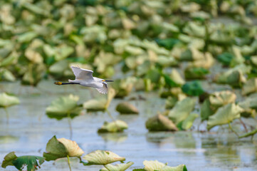 Closeup of a snowy egret.