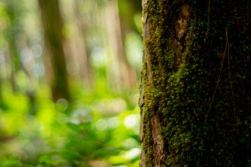 Obraz premium View of moss on a tree trunk in a forest located in Mauritius island
