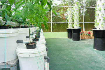 Sustainable agriculture, growing plants on dutch bucket hydroponic system