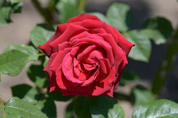 コンラッド・ヘンケル　バラの花