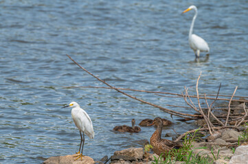 Snowy egret in spring.