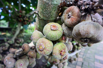 Unripe fig fruits (Ficus carica) or Buah Tin or Buah Ara hanging on the tree branch