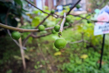 Unripe fig fruits (Ficus carica) or Buah Tin or Buah Ara hanging on the tree branch
