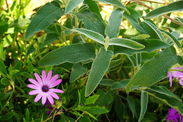 Domestic sage or Salvia officinalis medicinal herb in the home garden