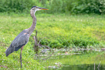Great blue in heron in summer.