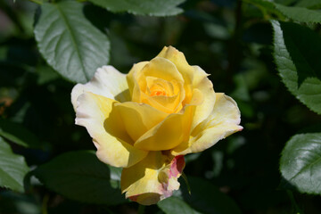 フランス・アンフォ　バラの花