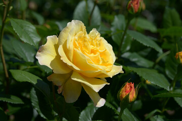 フランス・アンフォ　バラの花