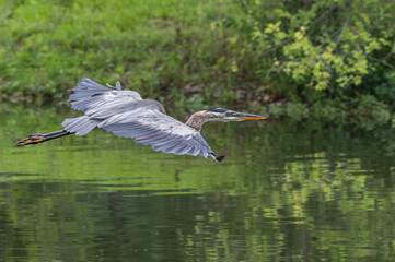 Great blue heron in summer.