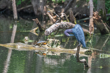Naklejka premium Closeup of a little blue heron perched on a branch in spring.