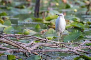 Closeup of a juvenile little blue heron with its white feathers that have yet to turn blue.