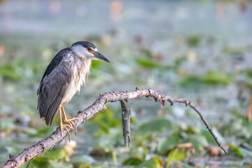 Closeup of a black-crowned night heron in spring.