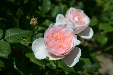イングリッシュ・ヘリテージ　バラの花