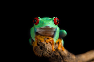 Red-eyed tree frog isolated on black background