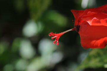 red hibiscus flower