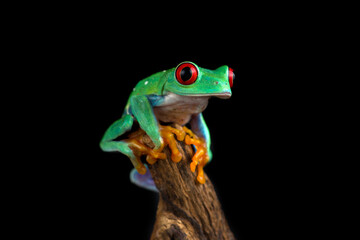 Red-eyed tree frog isolated on black background