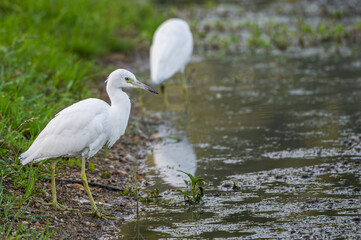Closeup of a juvenile little blue heron with its white feathers that have yet to turn blue.