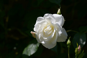 つるアイスパーク　バラの花