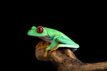 Red-eyed tree frog isolated on black background