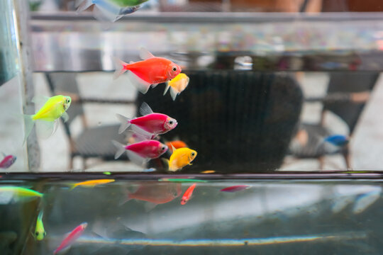Glofish tetra (Gymnocorymbus ternetzi), fluorescently colored genetically modified aquarium fish