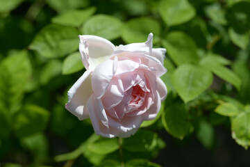 マサコ　バラの花
