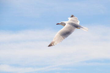 Seagull flying through the sky with wings fully spread. Andouin's gull flying in the Ebro Delta.