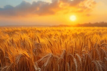 Obraz premium A beautiful golden wheat field bask in the warm light of a setting sun