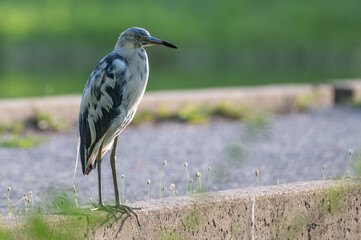 Closeup of a juvenile little blue heron with its white feathers that have yet to turn blue.