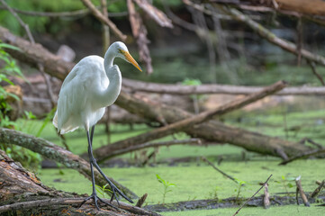Closeup of a great egret, or white heron.