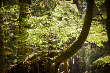 Forest of Trees in Filtered Light